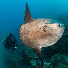 Image result for Mola mola