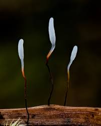 Attēlu rezultāti vaicājumam “Typhula erythropus”