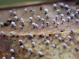 Attēlu rezultāti vaicājumam “Didymium melanospermum sessile”