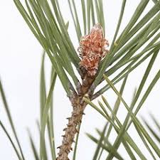 Attēlu rezultāti vaicājumam “Pinus sylvestris fruit”