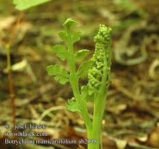 Attēlu rezultāti vaicājumam “Botrychium matricariifolium”