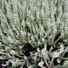 Attēlu rezultāti vaicājumam “Calluna vulgaris leaf”