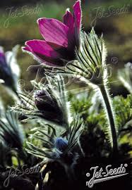Attēlu rezultāti vaicājumam “Pulsatilla pratensis fruit”