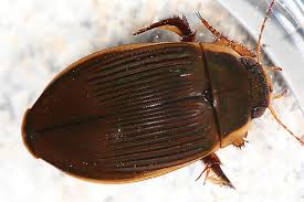 Attēlu rezultāti vaicājumam “Dytiscus sp.”