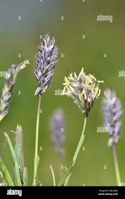 Attēlu rezultāti vaicājumam “Sesleria caerulea flower”