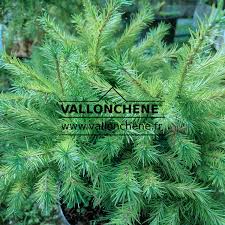 Attēlu rezultāti vaicājumam “Larix kaempferi”