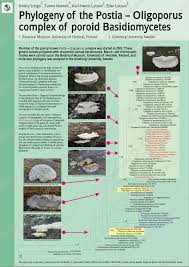 Attēlu rezultāti vaicājumam “Postia leucomallella”
