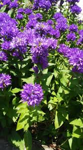 Attēlu rezultāti vaicājumam “Campanula cervicaria flower”