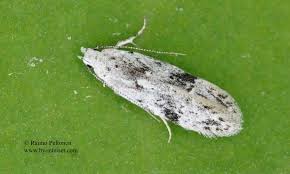 Attēlu rezultāti vaicājumam “Carpatolechia alburnella”