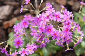 Attēlu rezultāti vaicājumam “Primula farinosa”