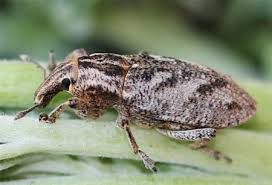 Attēlu rezultāti vaicājumam “Cleonis pigra”