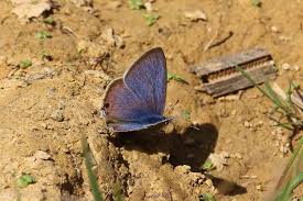 Attēlu rezultāti vaicājumam “Pantilius tunicatus imago”