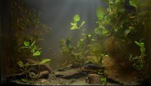 Image result for Cyprinus multitaeniatus