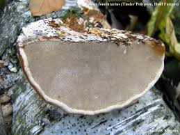 Attēlu rezultāti vaicājumam “Fomes fomentarius”