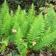 Attēlu rezultāti vaicājumam “Polypodium vulgare”