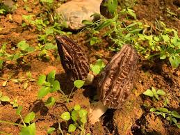 Attēlu rezultāti vaicājumam “Morchella sp.”