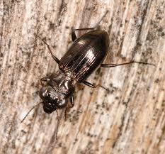 Attēlu rezultāti vaicājumam “Notiophilus palustris”