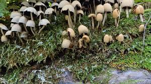 Attēlu rezultāti vaicājumam “Cribrariaceae”