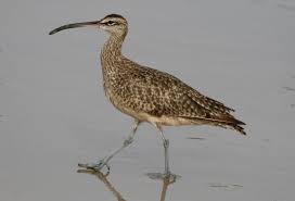 Attēlu rezultāti vaicājumam “Numenius phaeopus”