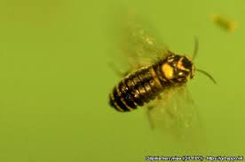 Attēlu rezultāti vaicājumam “Gilpinia”