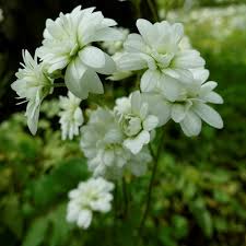 Attēlu rezultāti vaicājumam “Saxifraga granulata flower”