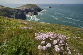 Attēlu rezultāti vaicājumam “Anthyllis maritima”