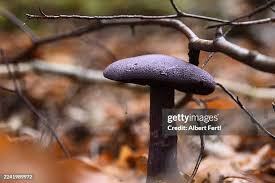 Attēlu rezultāti vaicājumam “Cortinarius violaceus”