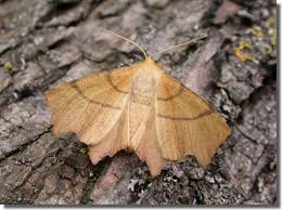 Attēlu rezultāti vaicājumam “Ennomos erosaria”