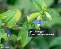 Attēlu rezultāti vaicājumam “Commelina coelestis flower”