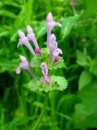 Attēlu rezultāti vaicājumam “Lamium amplexicaule”