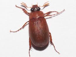 Attēlu rezultāti vaicājumam “Serica brunnea”