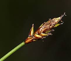 Attēlu rezultāti vaicājumam “Carex dioica”