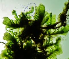 Attēlu rezultāti vaicājumam “Cephalozia bicuspidata”