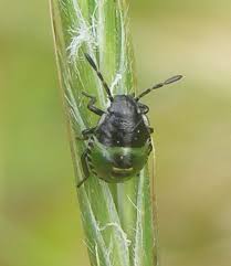 Attēlu rezultāti vaicājumam “Palomena prasina nymph”