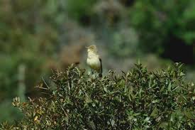 Image result for Hippolais polyglotta