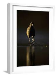 Attēlu rezultāti vaicājumam “Gallinula chloropus adult”