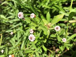 Attēlu rezultāti vaicājumam “Fruticola fruticum”