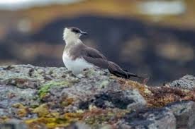 Attēlu rezultāti vaicājumam “Stercorarius parasiticus adult”