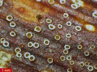 Attēlu rezultāti vaicājumam “Stictis”