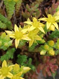 Image result for Sedum acre