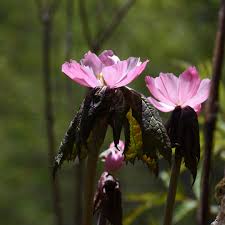 Attēlu rezultāti vaicājumam “Podophyllum hexandrum flower”