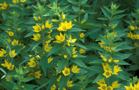 Attēlu rezultāti vaicājumam “Lysimachia punctata”