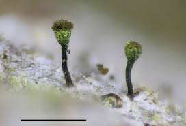 Attēlu rezultāti vaicājumam “Chaenotheca stemonea”