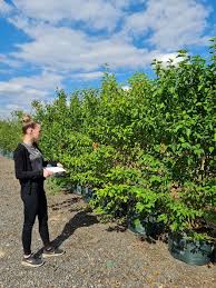 Attēlu rezultāti vaicājumam “Cornus sanguinea”