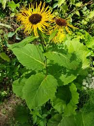 Attēlu rezultāti vaicājumam “Inula helenium”