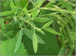 Attēlu rezultāti vaicājumam “Lathyrus pratensis leaf”