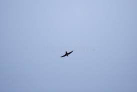 Image result for Chaetura pelagica