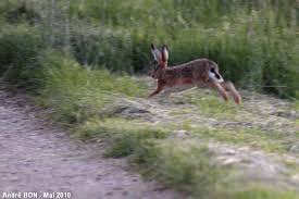 Attēlu rezultāti vaicājumam “Lepus europaeus adult”