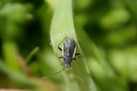 Attēlu rezultāti vaicājumam “Capsodes gothicus imago”