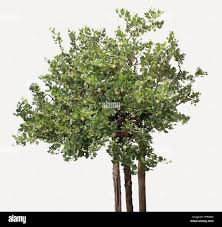 Attēlu rezultāti vaicājumam “Ribes uva-crispa”